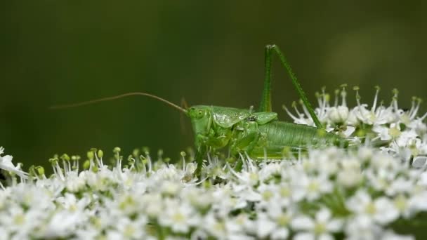 Grande Verde Bush Cricket Grande Verde Bush Cricket Tettigonia Viridissima — Vídeo de Stock