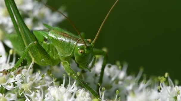 Stor Grön Bush Cricket Stor Grön Bush Cricket Gräshoppa Blombagge — Stockvideo