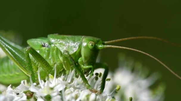 Gran Grillo Verde Bush Gran Grillo Verde Bush Tettigonia Viridissima — Vídeos de Stock