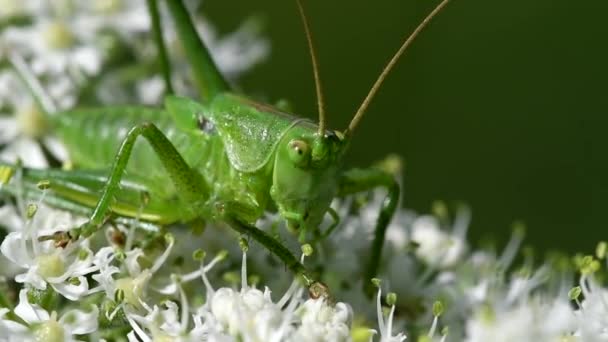 Wielki Zielony Bush Cricket Wielki Zielony Prostoskrzydłych Pasikonik Zielony — Wideo stockowe