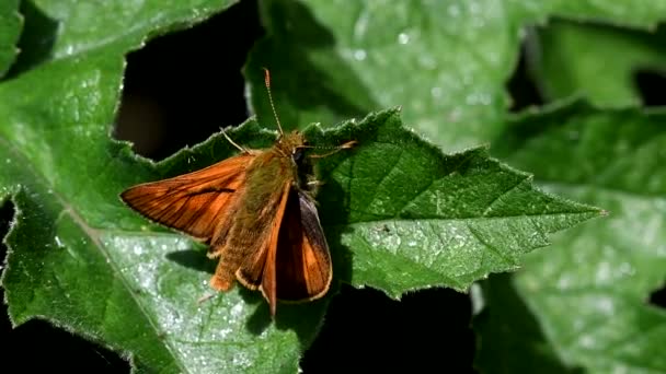 Fokusera Stapling Gemensamma Swift Moth — Stockvideo