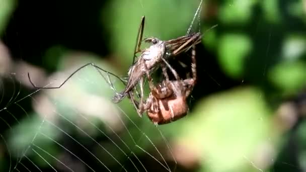 Evropská Zahrada Spider Diadem Spider Cross Spider Korunován Orb Weaver — Stock video