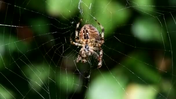 Kert Pókjai Diadem Pók Cross Pók Koronás Gömb Weaver Araneus — Stock videók