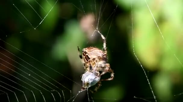 Aranha Jardim Europeu Aranha Diadem Aranha Cruzada Tecelão Orbe Coroado — Vídeo de Stock