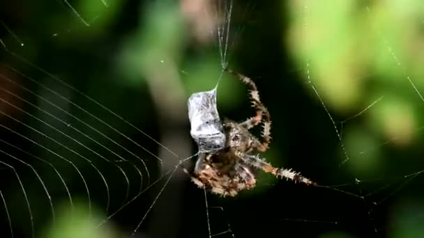 Evropská Zahrada Spider Diadem Spider Cross Spider Korunován Orb Weaver — Stock video