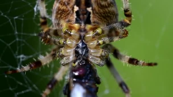 Krzyżak Ogród Diadem Pająk Pająk Krzyż Koronowany Orb Weaver Krzyżak — Wideo stockowe