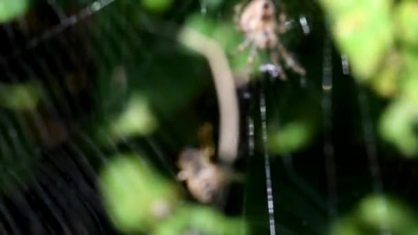 Europeiska Trädgården Spindel Diadem Spider Cross Spider Krönt Orb Vävare — Stockvideo