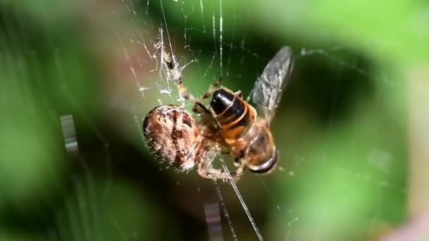 Europeiska Trädgården Spindel Diadem Spider Cross Spider Krönt Orb Vävare — Stockvideo