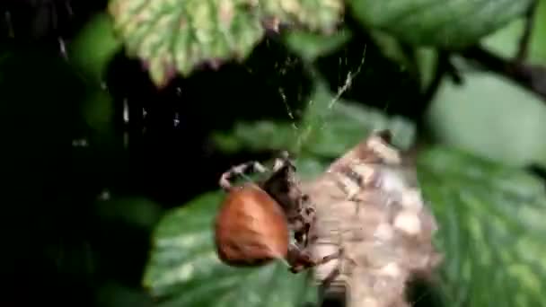 欧洲花园蜘蛛 王冠蜘蛛 十字蜘蛛 加冕的圆球织布工 大腹蛛丝 Diadematus — 图库视频影像