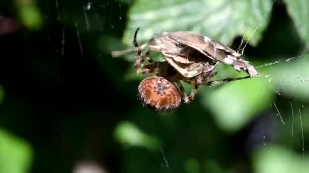 Evropská Zahrada Spider Diadem Spider Cross Spider Korunován Orb Weaver — Stock video