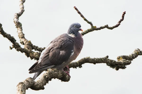 Houtduif Houtduif Columba Palumbus — Stockfoto