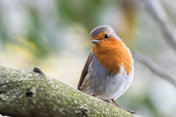 Rubin Europejski Erithacus Rubecula — Zdjęcie stockowe