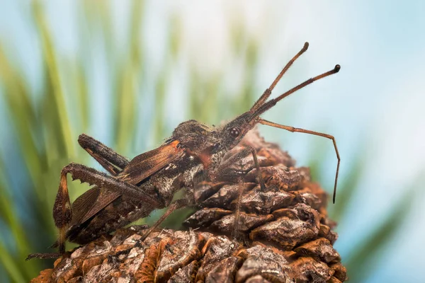 Fokusera Stapling Västra Conifer Seed Bug Skalbagge Leptoglossus Occidentalis — Stockfoto