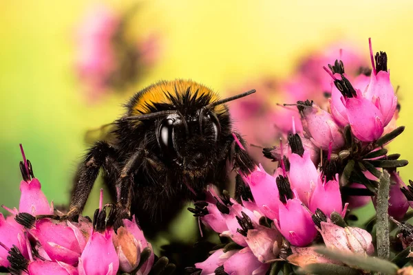 Empilhamento Foco Bumblebee Buff Tailed Bumblebee Bombus Terrestris — Fotografia de Stock