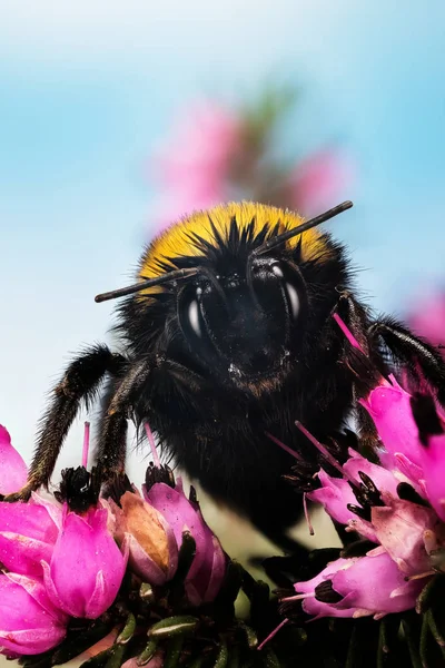 Empilhamento Foco Bumblebee Buff Tailed Bumblebee Bombus Terrestris — Fotografia de Stock
