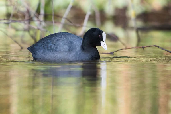 ユーラシアの Coot オオバン アフリカマイマイ Atra — ストック写真