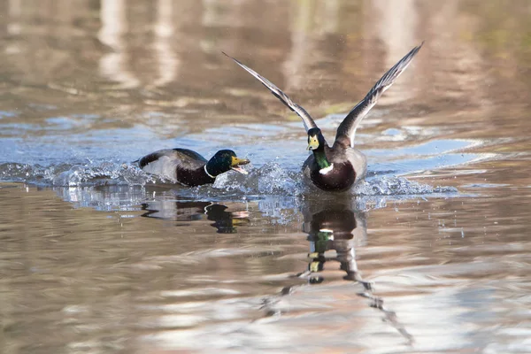 Canard Colvert Canard Anas Platyrhynchos — Photo