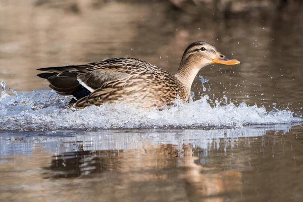 Mallard, Duck, Anas platyrhynchos — Stock Image Mallard Duck Anas Platyrhynchos Royalty Free Stock Photos