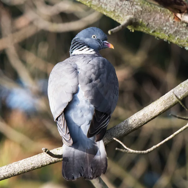 Ringduva Duva Columba Palumbus — Stockfoto