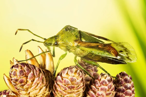 Brokig Enbärfis Cyphostethus Tristriatus — Stockfoto