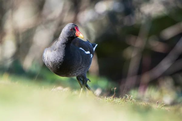 Common Moorhen Moorhen Gallinula Chloropus — Stock Photo, Image