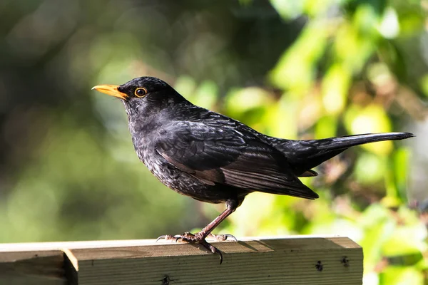 Pássaro Negro Eurasiático Pássaro Preto Turdus Merula Imagem De Stock