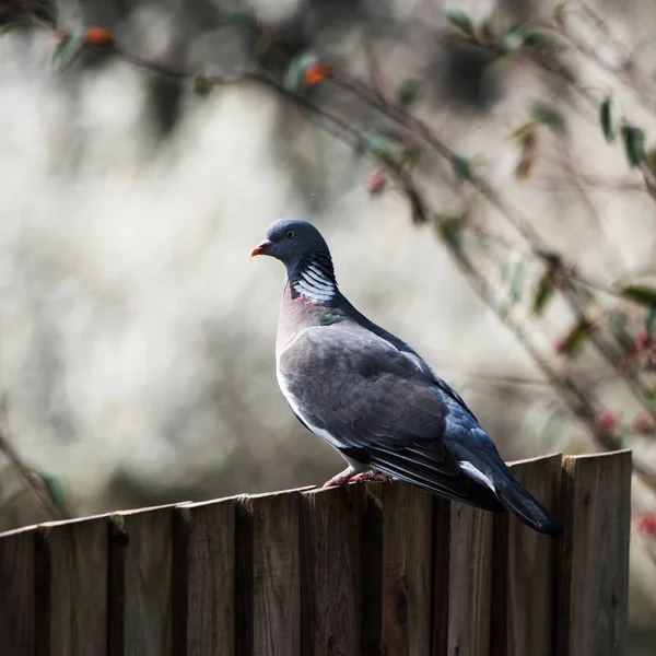 Grzywacz Gołąb Columba Palumbus — Zdjęcie stockowe