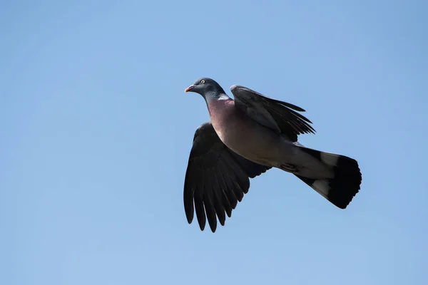 Grey Wood Pigeon Flying Blue Sky Common Wood Pigeon Pigeon — Stock Photo, Image