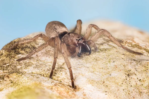 Aranha Rato Aranha Rato Comum Aranha Scotophaeus Blackwalli — Fotografia de Stock