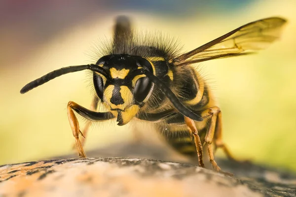 Avispa Común Avispa Vespula Vulgaris —  Fotos de Stock