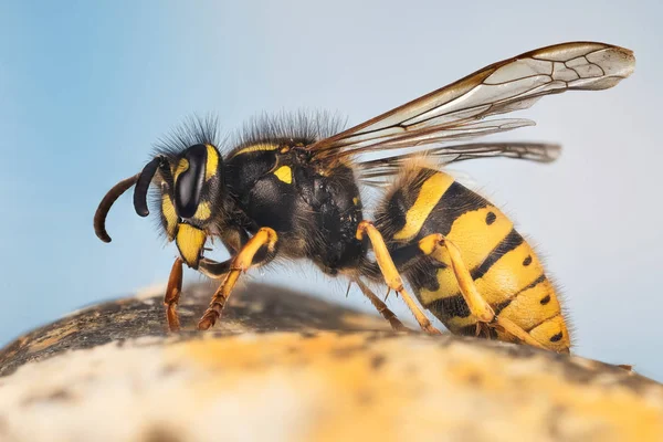 一般的なスズメバチ スズメバチ シダクロスズメバチ尋常性 — ストック写真