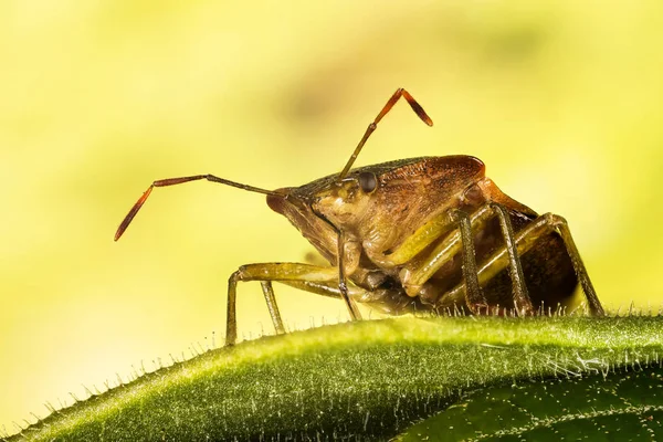 Yeşil Kalkan Bug Yeşil Kalkan Böceği Palomena Prasina — Stok fotoğraf