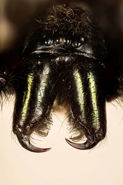 Tüp Web Spider Yeşil Fanged Tüp Web Spider Segestria Florentina — Stok fotoğraf