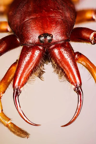 Asselspinne Asseljäger Spinne Dysdera Crocata — Stockfoto