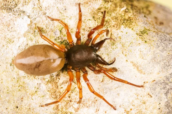 Woodpise Aranha Woodpise Hunter Aranha Dysdera Crocata Fotografias De Stock Royalty-Free