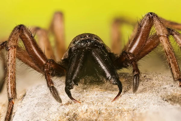 Araña Piedra Araña Terrestre Piedra Drassodes Lapidosus — Foto de Stock