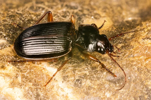 Skalbaggar Nebria Nebria Brevicollis — Stockfoto