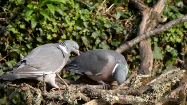 Common Wood Pigeon Pigeon Kayu Columba Palumbus — Stok Video