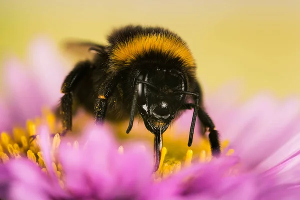 Jardim Bumblebee Bumblebee Bombus Hortorum — Fotografia de Stock
