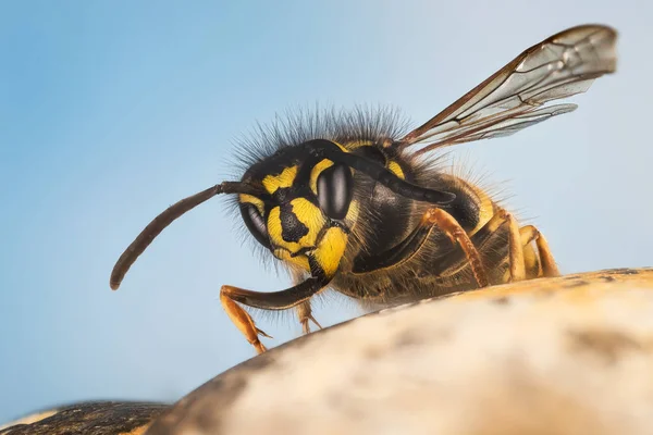 Common Wasp Wasp Vespula Vulgaris — Stock Photo, Image