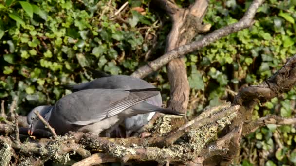 Waldtaube Und Elster — Stockvideo