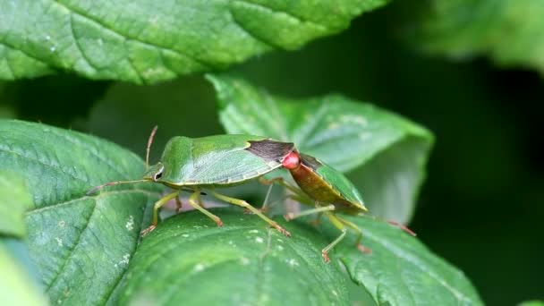 Zielona Tarcza Bug Green Shieldbug Palomena Prasina Copulations — Wideo stockowe