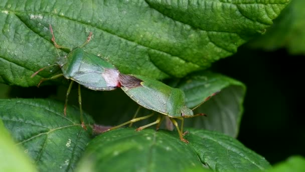 Escudo Verde Bug Escudo Verde Palomena Prasina Copulaciones — Vídeo de stock