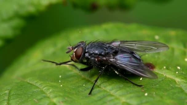 Bluebottle Fly Bottlebee Calliphora Vomitori Lavado — Vídeo de stock
