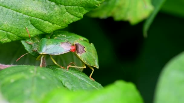 Escudo Verde Bug Escudo Verde Palomena Prasina Copulaciones — Vídeo de stock