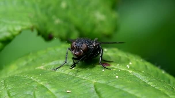 Bluebottle Fly Bottlebee Calliphora Vomitori Lavagem — Vídeo de Stock