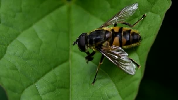 Hover Fly Hover Fly Fly — Stock Video