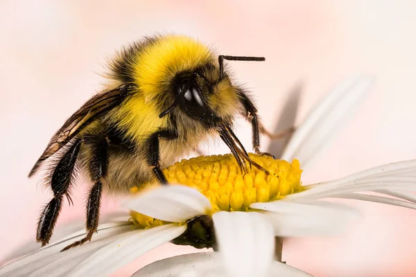 Μέλισσα Άσπρη Ουρά Μέλισσα Άσπρη Ουρά Μπάμπλμπι Μπόμμπαουμ Αρσενικό — Φωτογραφία Αρχείου