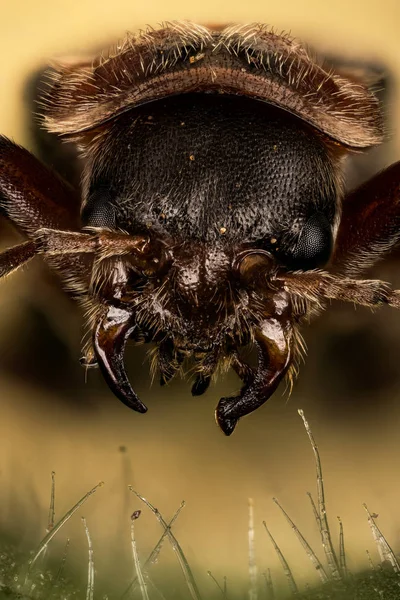 Soldatenkäfer Käfer Cantharidae — Stockfoto