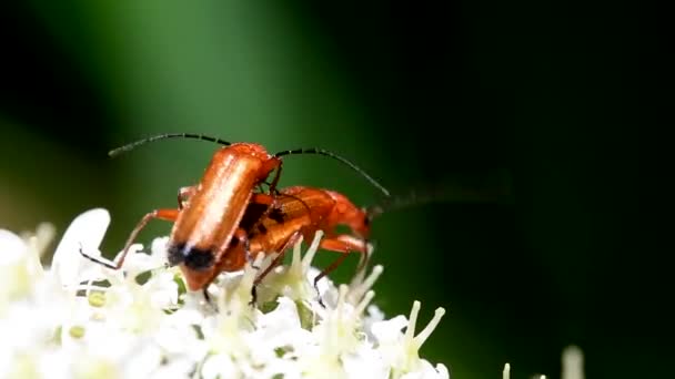 Common Red Soldier Beetle Soldier Beetle Rhagonycha Fulva — Stock Video